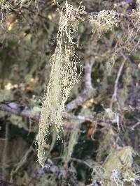 Ramalina menziesii image