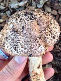 Agaricus fuscovelatus image