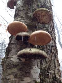 Piptoporus betulinus image