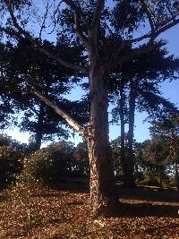 Laetiporus gilbertsonii image