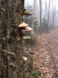 Piptoporus betulinus image