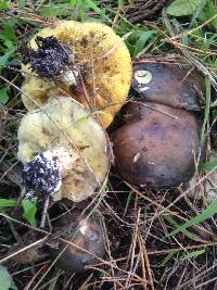 Suillus pungens image