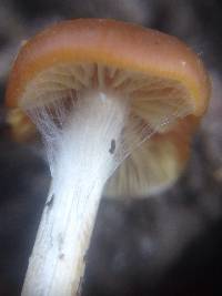 Psilocybe cyanescens image