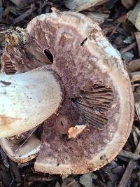 Agaricus fuscovelatus image