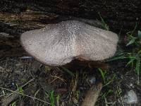 Pluteus cervinus image