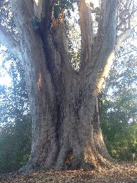 Laetiporus gilbertsonii image