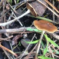 Psilocybe cyanescens image