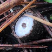 Cyathus striatus image