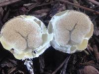 Clathrus ruber image