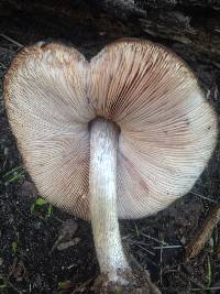 Pluteus cervinus image