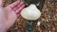 Fomitopsis betulina image