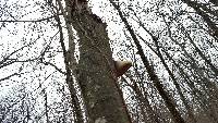 Piptoporus betulinus image