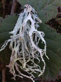 Evernia prunastri image