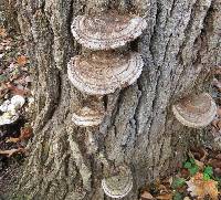 Ganoderma applanatum image