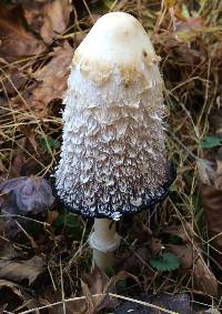 Coprinus comatus image