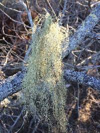 Ramalina menziesii image