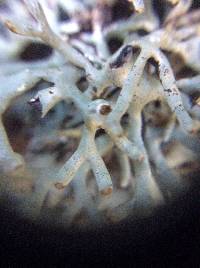 Hypogymnia imshaugii image