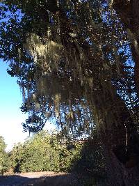 Ramalina menziesii image