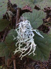 Evernia prunastri image