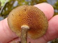 Polyporus arcularius image