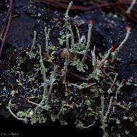 Cladonia macilenta image