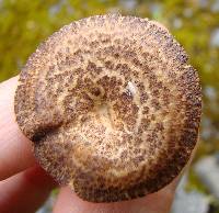 Polyporus arcularius image