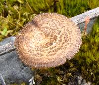 Polyporus arcularius image