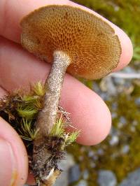 Polyporus arcularius image