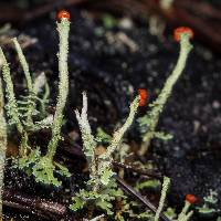 Cladonia macilenta image