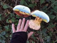 Boletus eastwoodiae image