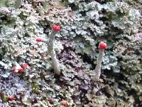 Cladonia macilenta image