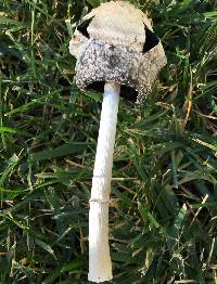 Coprinus comatus image