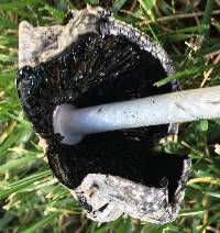 Coprinus comatus image