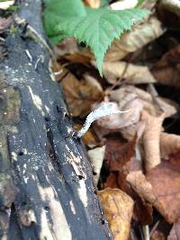 Xylaria hypoxylon image