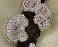 Schizophyllum commune image