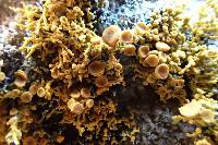 Polycauliona coralloides image