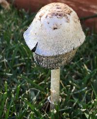 Coprinus comatus image