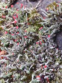 Cladonia macilenta image