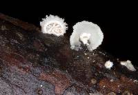 Schizophyllum commune image