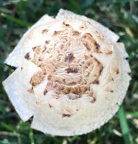 Coprinus comatus image