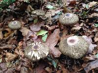 Chlorophyllum olivieri image