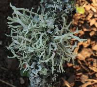 Evernia prunastri image