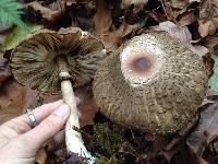 Chlorophyllum olivieri image