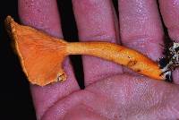 Hygrophoropsis aurantiaca image