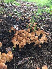 Coprinellus micaceus image