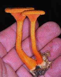 Hygrophoropsis aurantiaca image