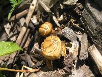 Agrocybe praecox image