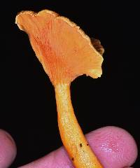 Hygrophoropsis aurantiaca image