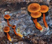 Hygrophoropsis aurantiaca image