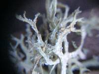 Evernia prunastri image